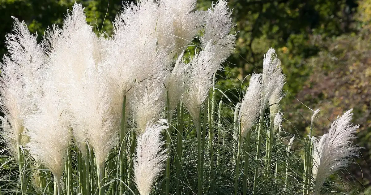 Dekoratyvinės pampų žolės (Cortaderia selloana) – įspūdingi varpiniai augalai sode
