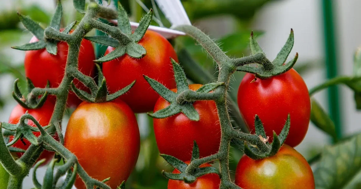 Pomidorų auginimas darže – sėja, daigai, priežiūra ir derliaus nuėmimas