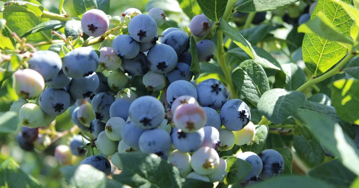 Šilauogių auginimo gidas: veislės, sodinimas, priežiūra, derlius, ligos ir nauda sveikatai