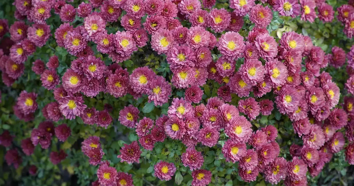 Chrizantemų žiedai sode – sodinimas, priežiūra ir gausus žydėjimas
