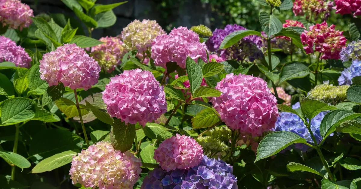Žydinčios hortenzijos sode – dideliais, įvairiaspalviais žiedais pasipuošę krūmai
