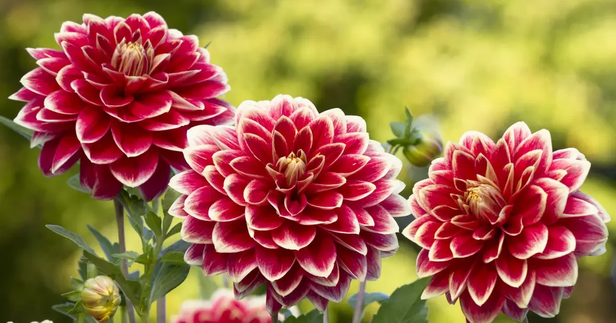 Jurginai – sodinimas, priežiūra ir paruošimas žiemai