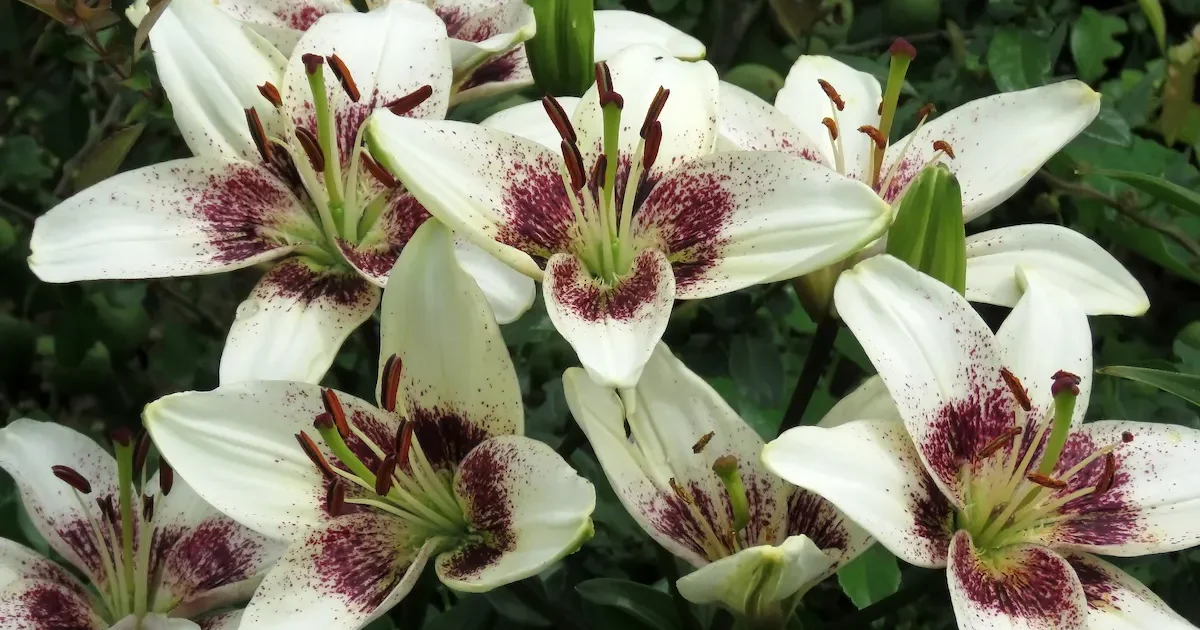 Lelijų žiedai - įvairių spalvų ir formų, tinkami auginti Lietuvoje