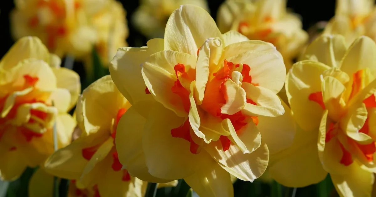 Narcizai žydi sode – sodinimas ir priežiūra pavasarį