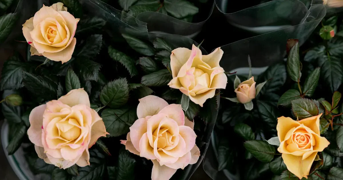 Rožių sodinimas, priežiūra, dauginimas – pilnas rožių auginimo vadovas