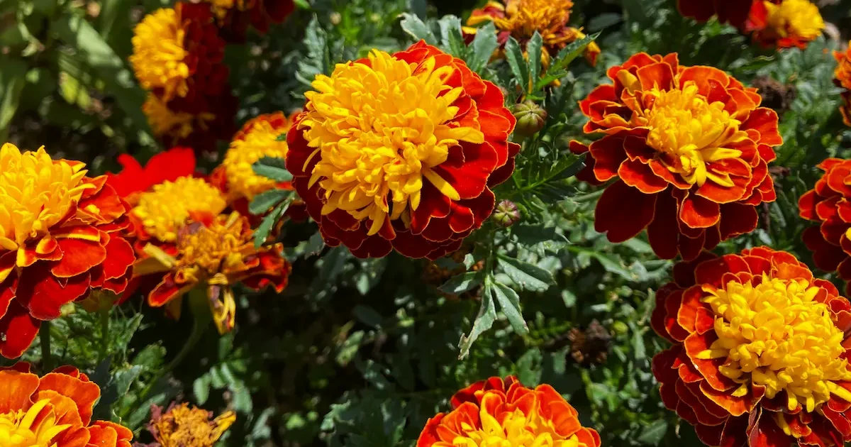 Serenčių auginimas ir priežiūra – oranžinės gėlės daržo lysvėje