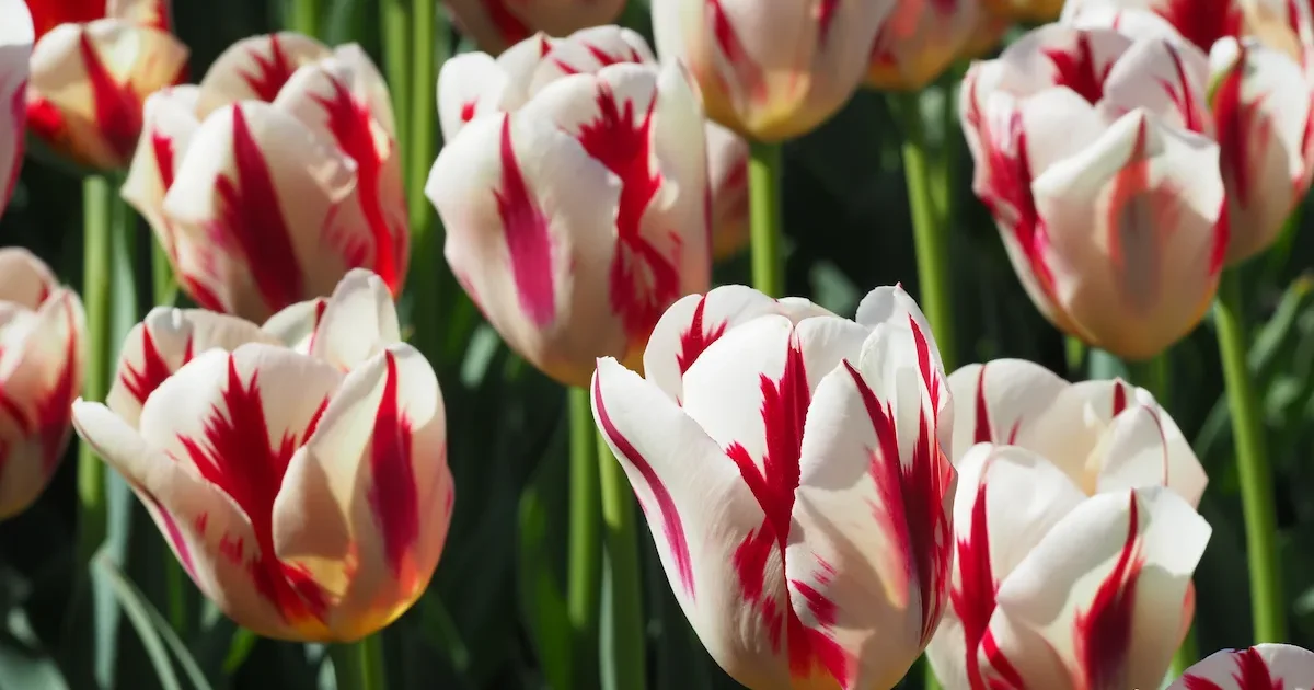 Tulpės – sodinimas, auginimas ir priežiūra