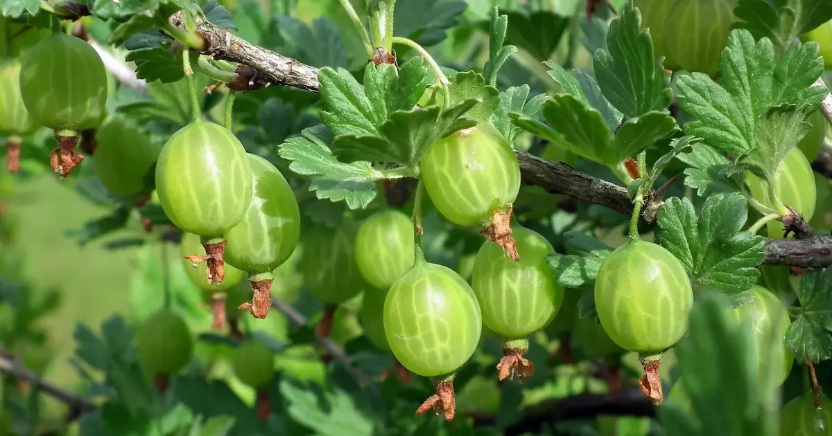 Prinokę agrastai ant krūmo sode