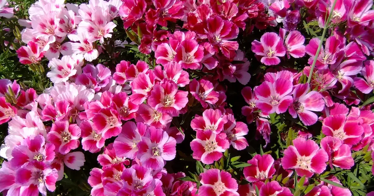 Klarkijos (Clarkia amoena) – vienmetės gėlės, sodinimas ir priežiūra sode bei balkone