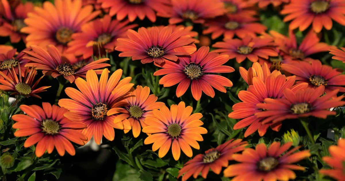 Laumakė (Dimorphotheca sinuata) – vienmetė gėlė, sodinimas ir priežiūra sode bei balkone