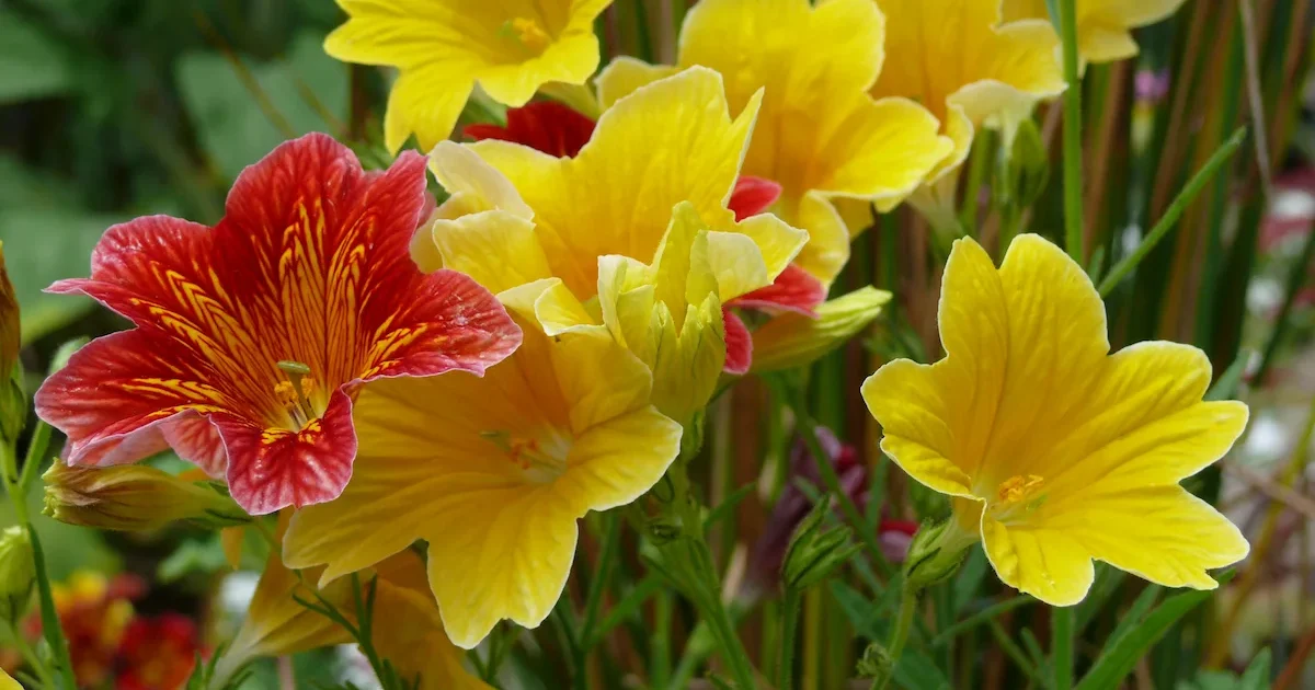 Lenktažiedis trimičius (Salpiglossis sinuata) – vienmetė gėlė, sodinimas ir priežiūra sode bei balkone