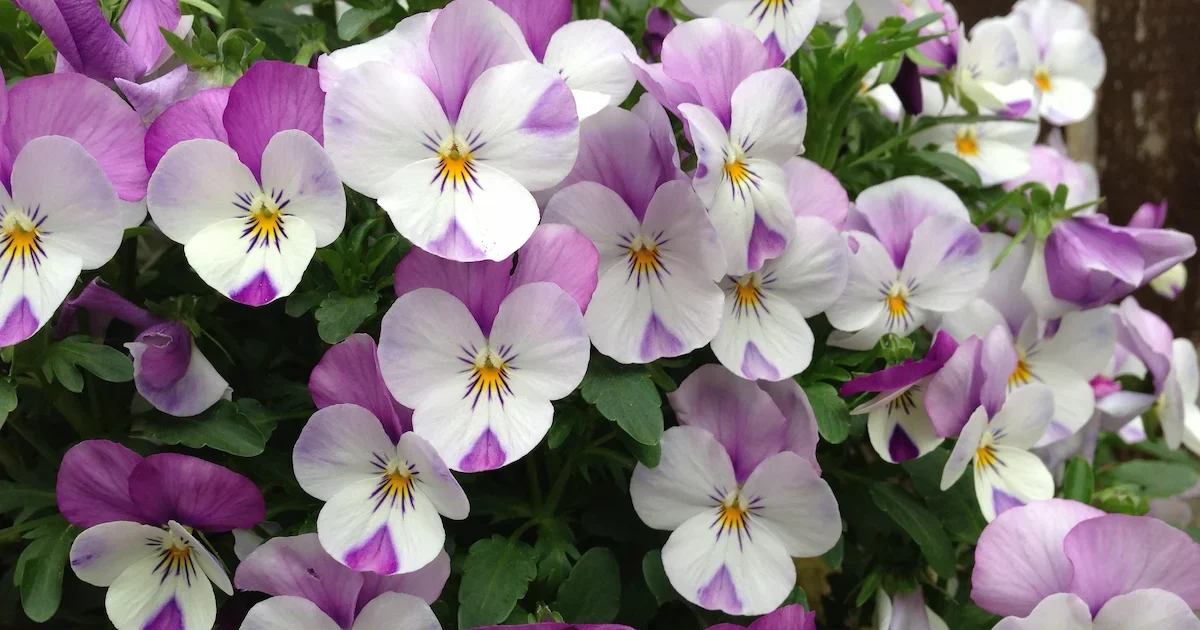 Našlaitės – spalvingos gėlės, sodinimas ir auginimas sode bei balkone