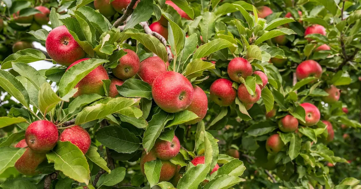 Obelys sode – sodinimas, auginimas ir priežiūra