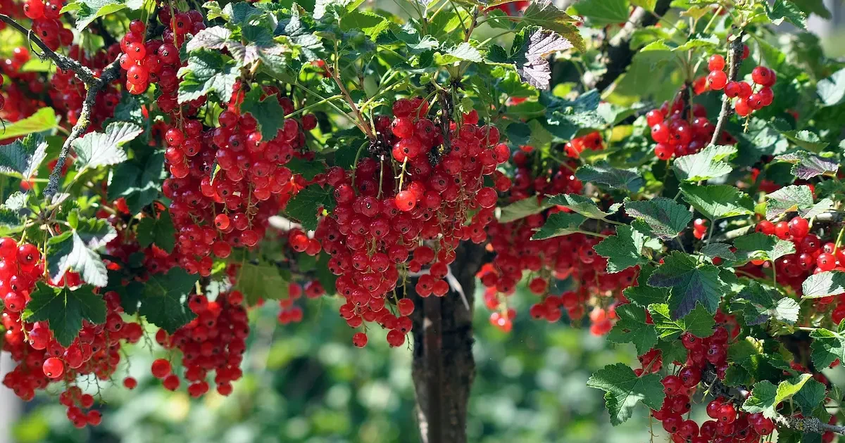 Raudonieji serbentai sode, gausus derlius