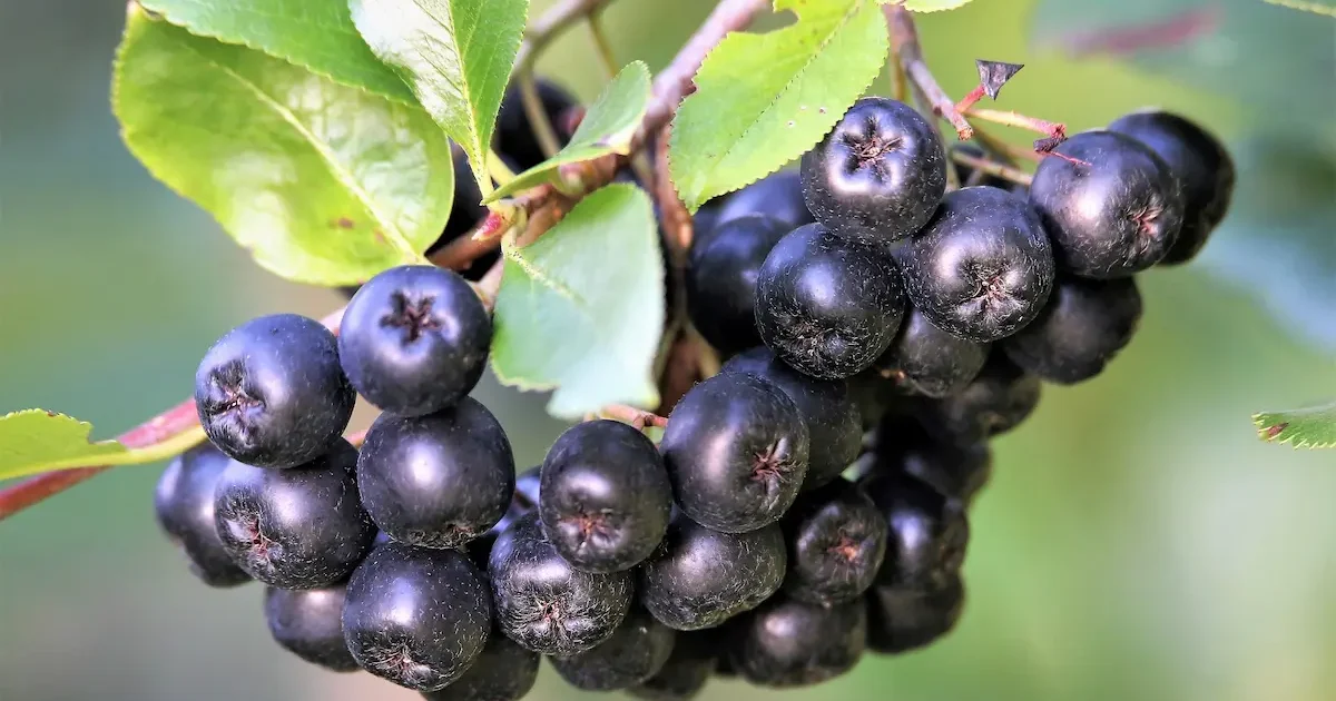 Aronijų krūmas su sunokusiomis uogomis sode