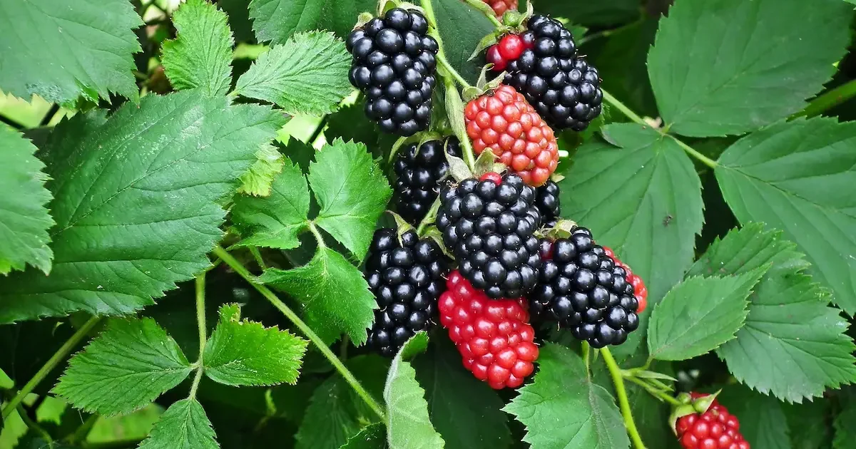 Gervuogių krūmas su sunokusiomis uogomis sode