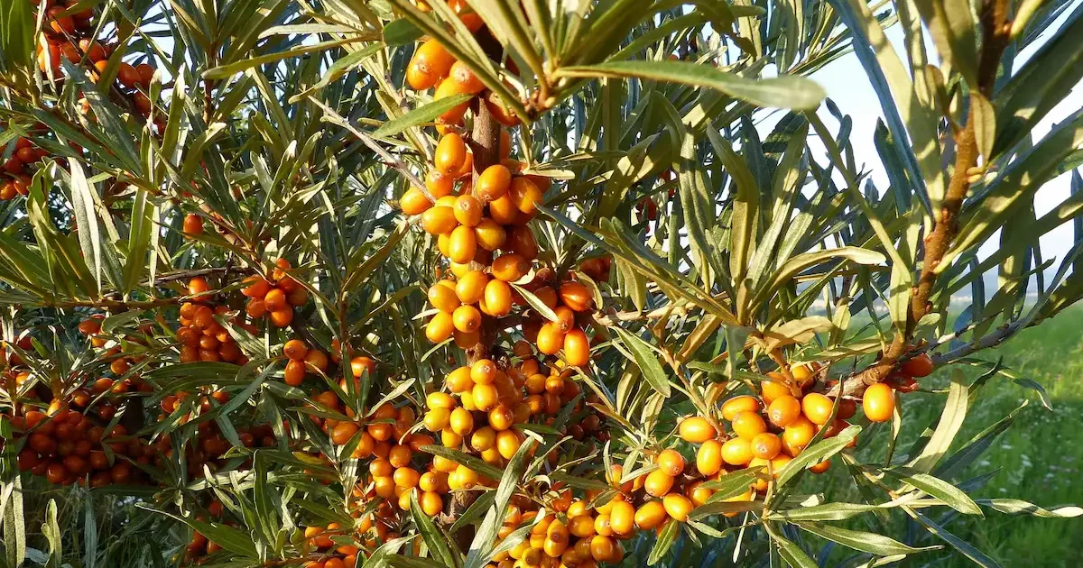 Šaltalankių krūmai sode su sunokusiomis uogomis