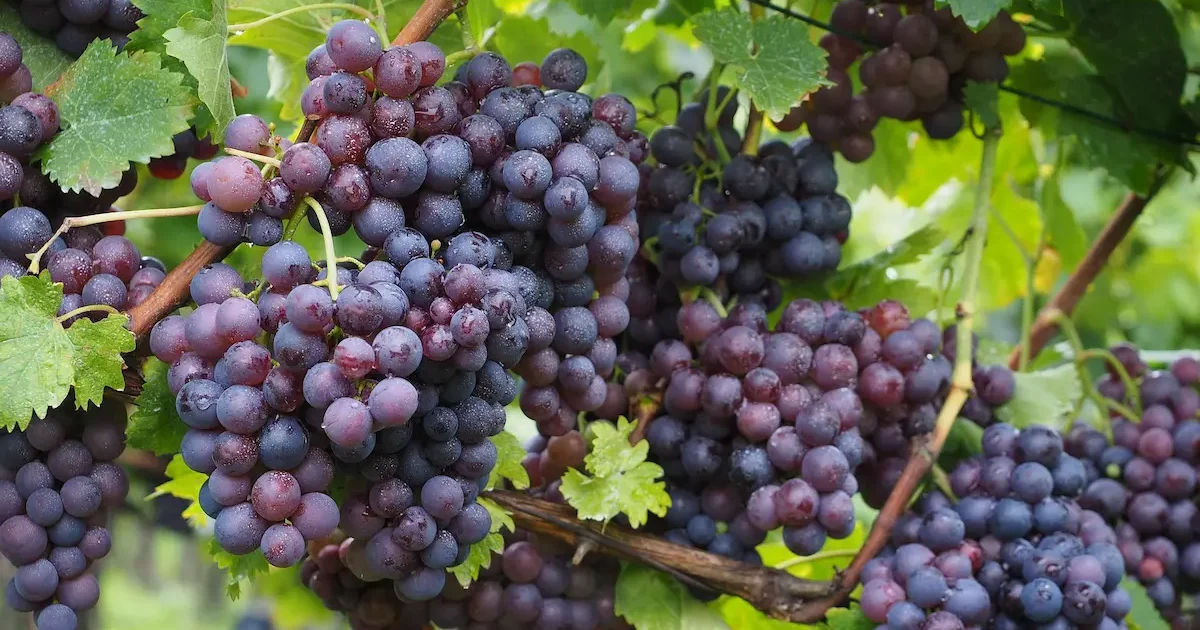 Vynuogių auginimas sode – sunokusios vynuogių kekės ant vynmedžio