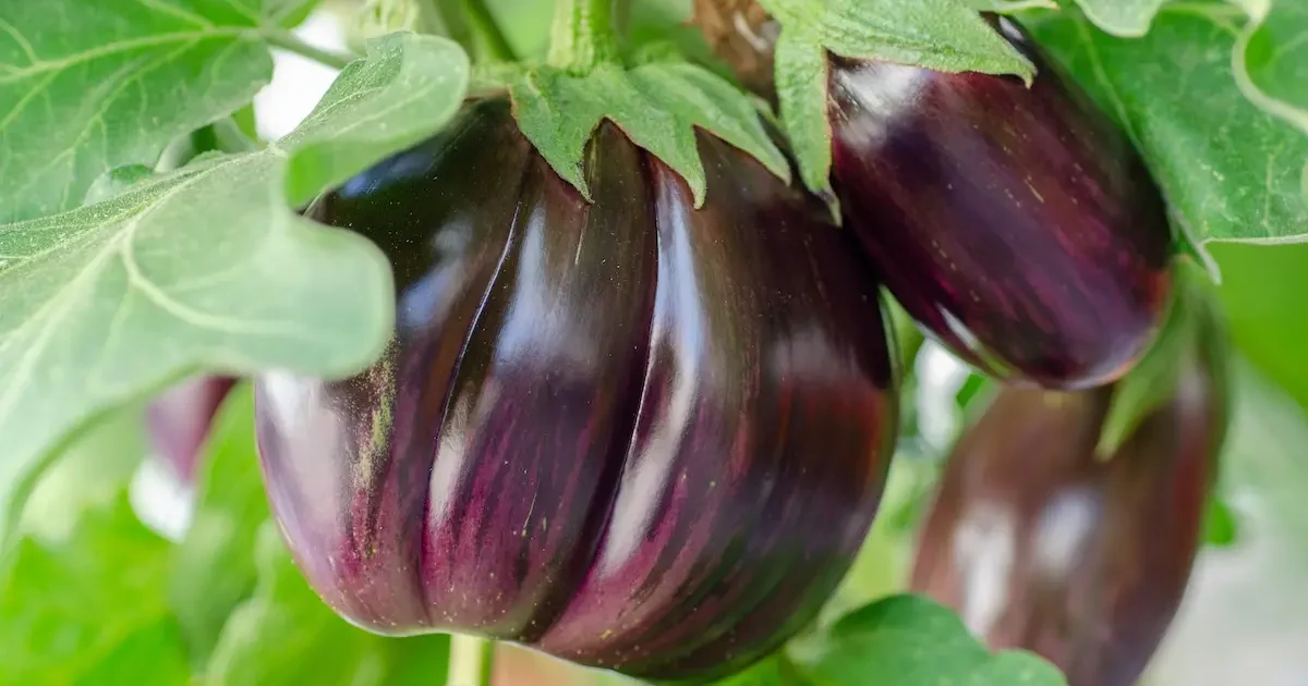 Baklažanų auginimas Lietuvoje - sėja, sodinimas, laistymas, tręšimas, ligų prevencija ir derliaus nuėmimas