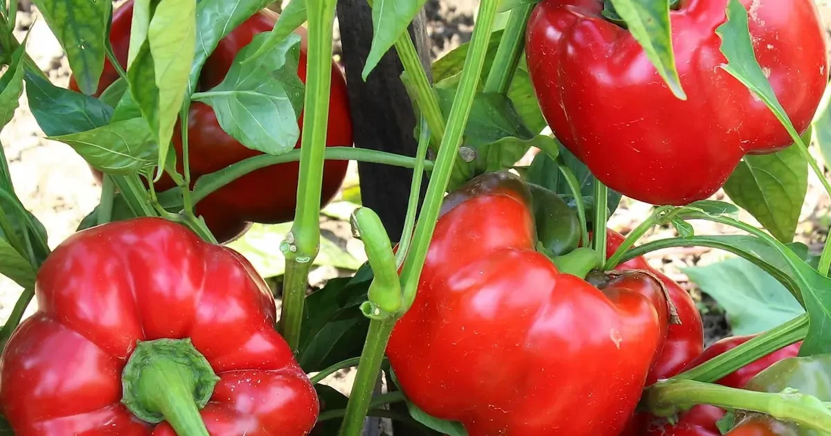 Paprikų auginimas Lietuvoje – sodinimas, priežiūra ir derlius