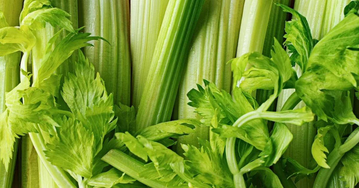 Salierų auginimas - šakniniai ir stiebiniai salierai darže nuo sėjos iki derliaus