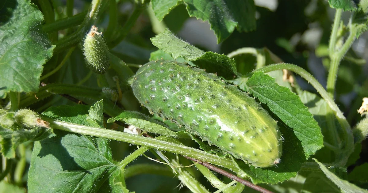 Agurkų auginimas darže - sveiki ir gausiai derantys agurkai