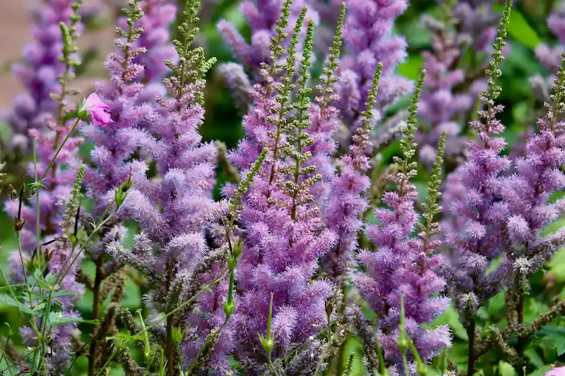 Violetiniai astilbių žiedynai gėlyne