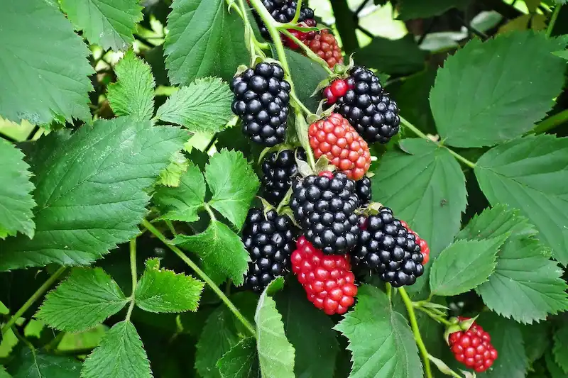 Prinokusios gervuogės ant krūmo