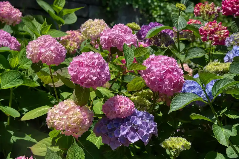 Rožinės ir violetinės hortenzijos žydinčiame krūme