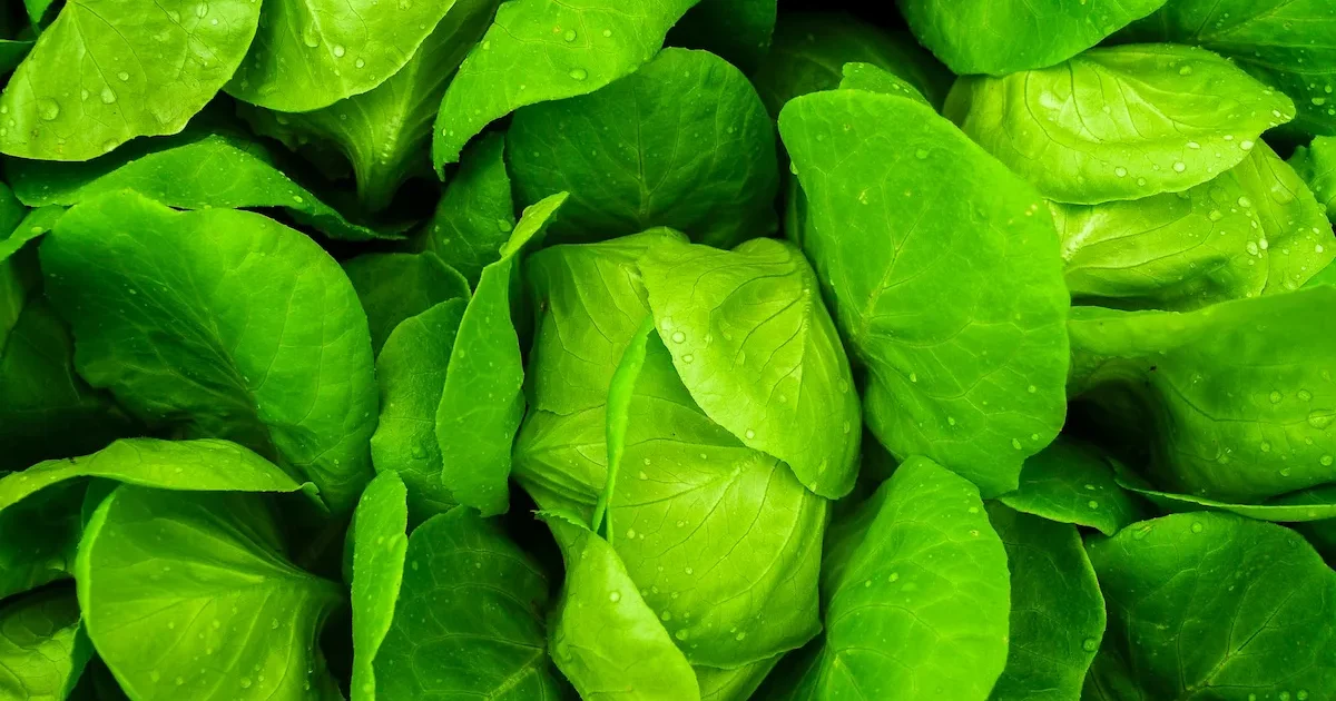 Salotų auginimas darže – šviežios žalios salotos lysvėje