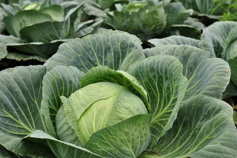 Žalia kopūsto gūžė tarp plačių lapų