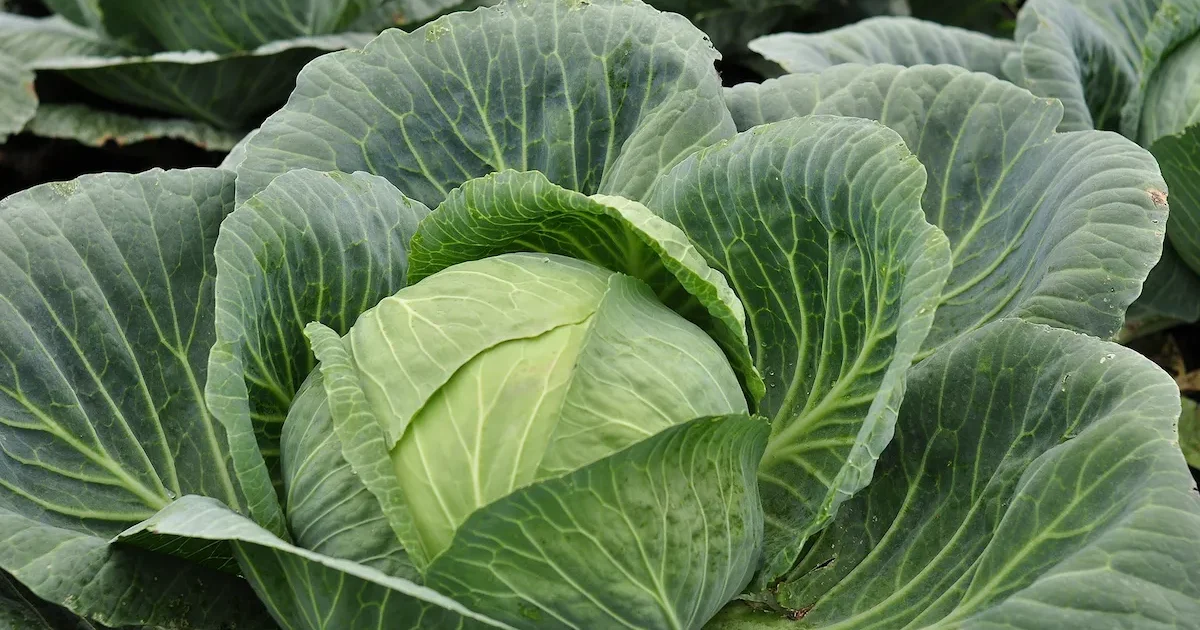 Kopūstų auginimas darže – prinokusios tankios gūžės lysvėje