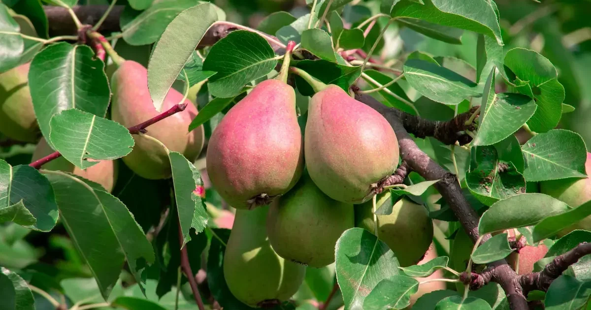 Kriaušių medis sode su prinokusiais vaisiais