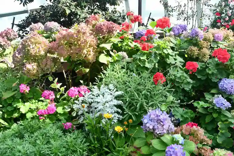 Pavėsio augalai mišriame gėlyne