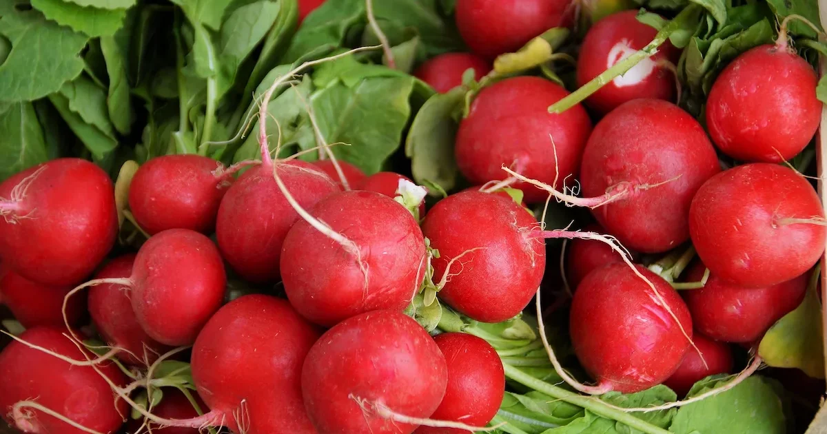 Ridikėlių auginimas darže – švieži ridikėliai lysvėje