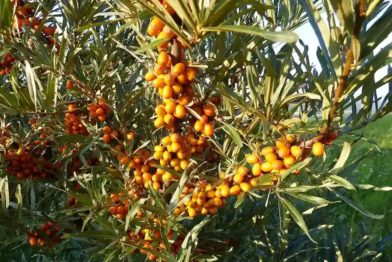 Oranžinės šaltalankių uogos ant šakų