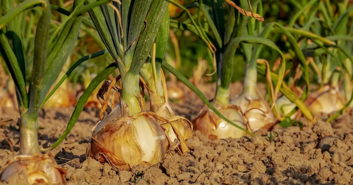 Subrendusių svogūnų derlius lysvėje