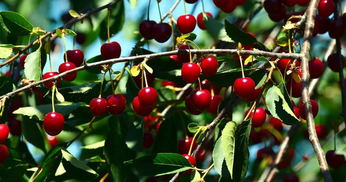 Vyšnių medis sode su prinokusiais vaisiais