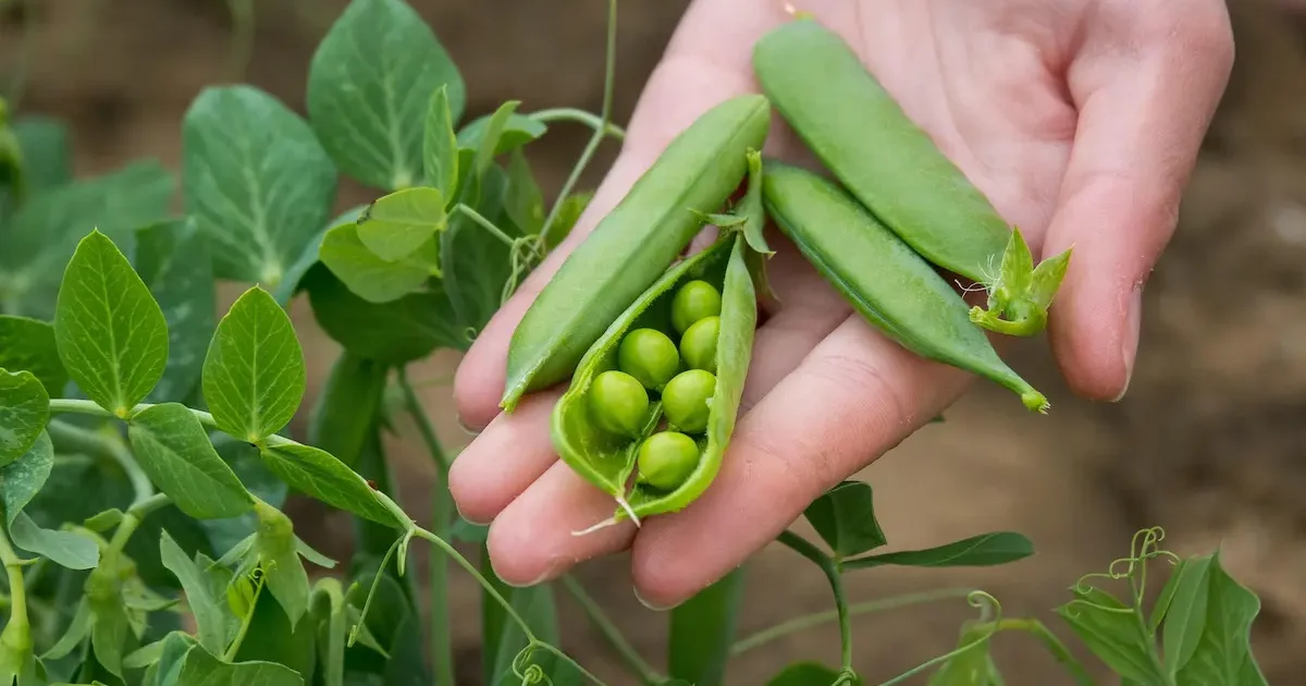 Saldieji žalieji žirniai – nuskintų ankščių derlius šalia augalo