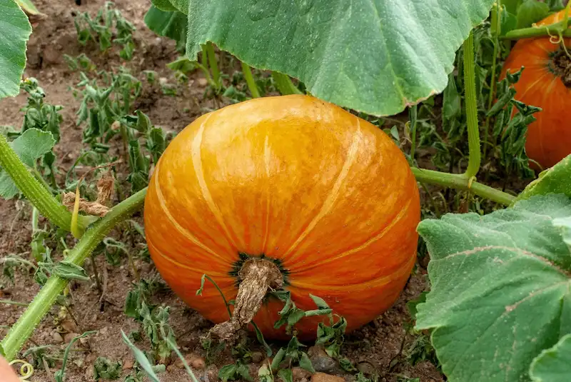 Oranžinis moliūgas darže