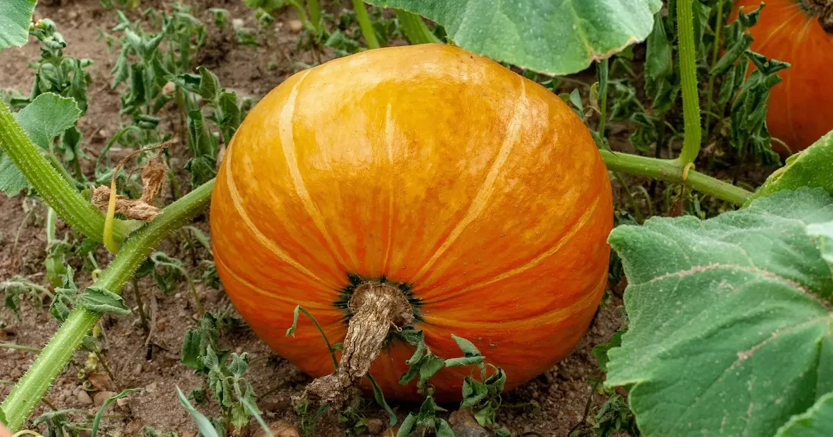 Didelis oranžinis moliūgas augantis darže tarp žalių lapų – patarimai kaip užauginti gausų moliūgų derlių