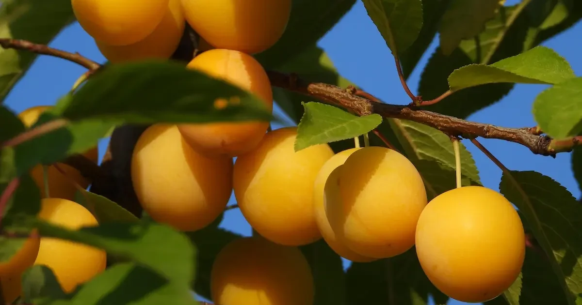 Slyvų medis su prinokusiais geltonais vaisiais sode