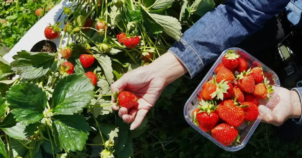 Skinamos sunokusios braškės braškyne