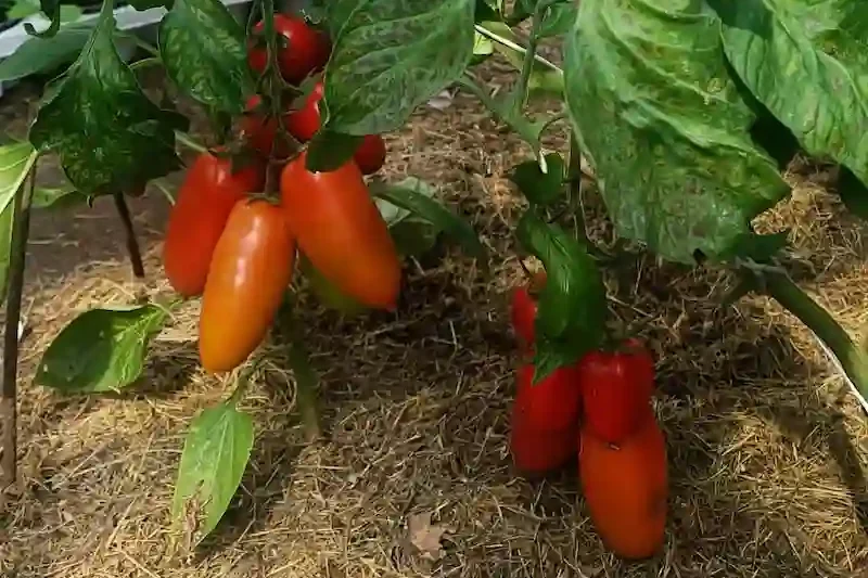 Pailgi raudoni slyviniai pomidorai Roma ant krūmo lysvėje