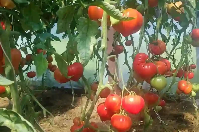 Pomidorų auginimas šiltnamyje: gausiai derantys raudoni pomidorai ant mulčiuotų lysvių.